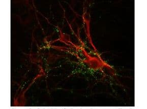 Polyclonal Rabbit anti-Bovine SYN1 / Synapsin 1 Antibody (IHC, WB)