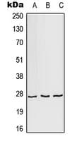 AKR1A1 Antibody (C-Terminus)
