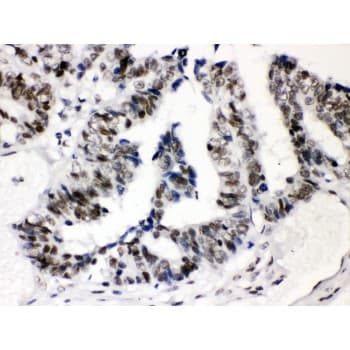 SP3 Antibody (aa569-599)