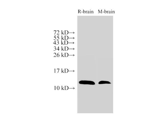 MIF Antibody