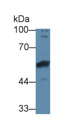 BMP6 Antibody (aa375-513, APC)