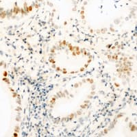 CCNH / Cyclin H Antibody (C-Terminus)