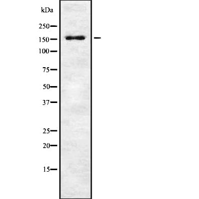 WRN Antibody
