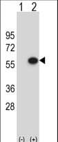 ERGIC3 Antibody (aa1-30)