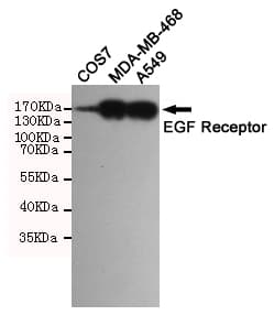 EGFR Antibody