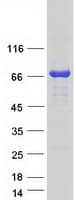 Human REPS2 Protein (Recombinant Myc-DDK (Flag))