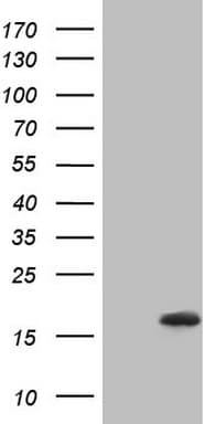 NPPB / BNP Antibody (aa27-102, clone OTI6F8, Carrier-free)