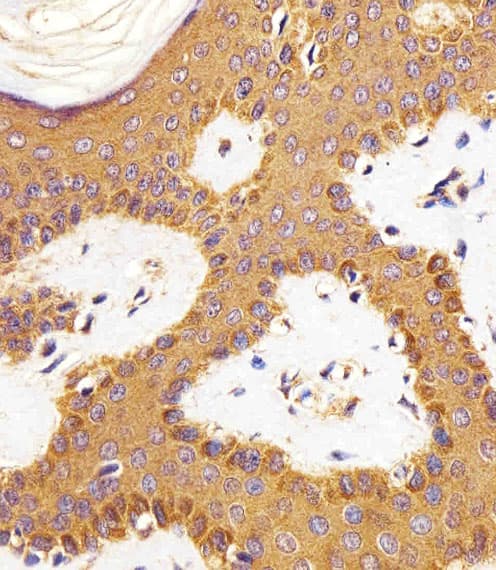 RAC1 Antibody (clone 1301CT276.121.104)