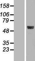 MINA / MINA53 Protein (Over-Expression Lysate Myc-DDK (Flag))