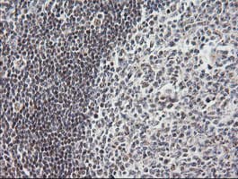 MRPS34 Antibody (clone OTI4H2, Carrier-free)