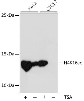 Polyclonal Rabbit anti-Human HIST2H4A Antibody (WB)
