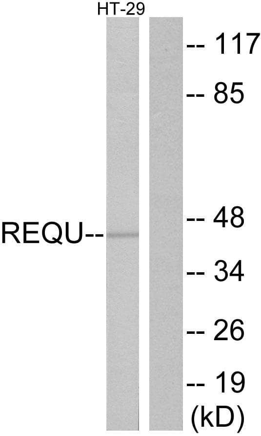 Polyclonal Rabbit anti-Human Requiem / DPF2 Antibody (IF, WB)