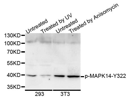 MAPK14 / p38 Antibody (phospho-Tyr322)