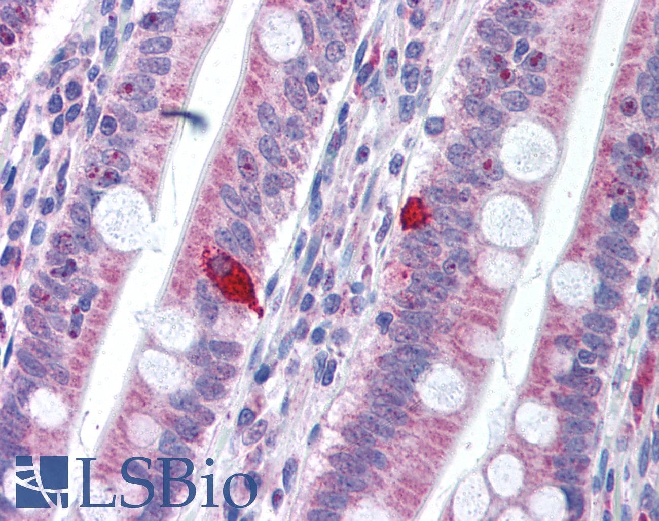 IHC-plus™ PDCD1 / CD279 / PD-1 Antibody