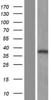 Human PLCXD2 Protein (Over-Expression Lysate Myc-DDK (Flag))