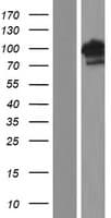 BEND3 Protein (Over-Expression Lysate Myc-DDK (Flag))