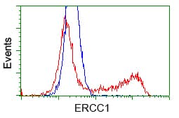ERCC1 Antibody (clone OTI1G6)