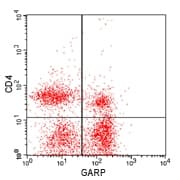 LRRC32 Antibody (aa250-300)