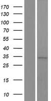 ANKRD16 Protein (Over-Expression Lysate Myc-DDK (Flag))