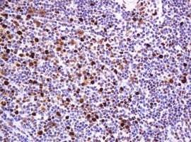 PCNA Antibody (clone OTI3D6)