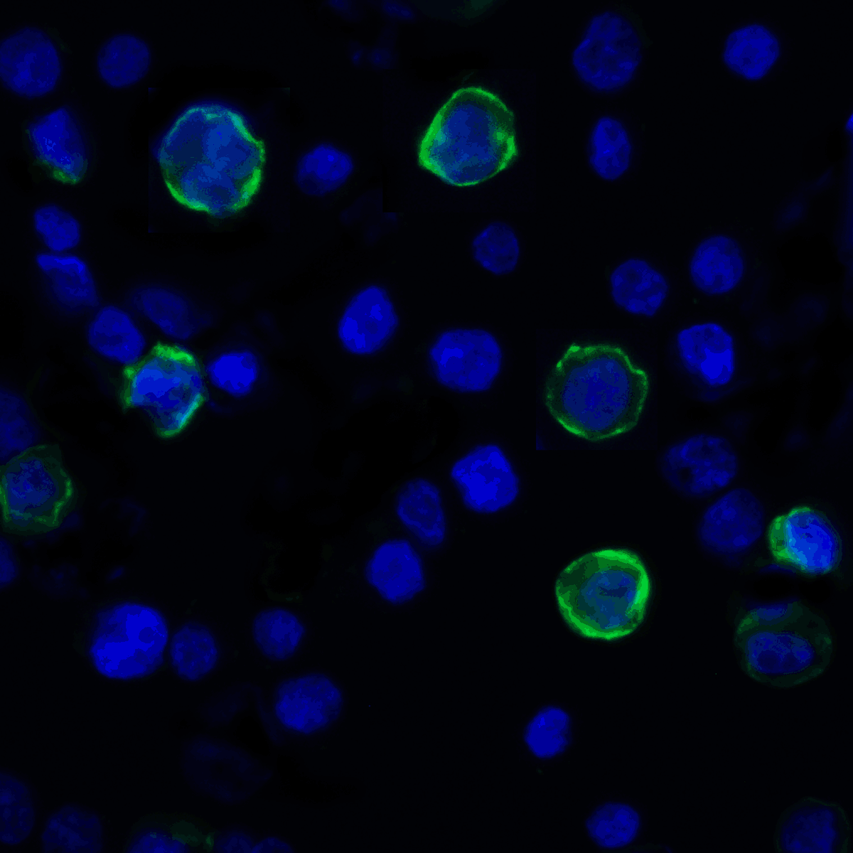 VSIR / GI24 / VISTA Antibody (clone 6D2)