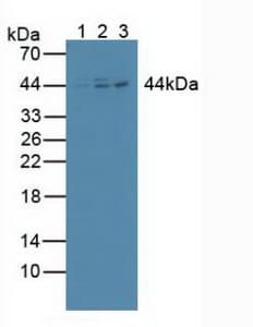 NFKBIB / IKB Beta / IKBB Antibody (aa85-332)