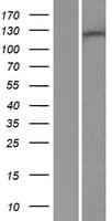 RENT1 / UPF1 Protein (Over-Expression Lysate Myc-DDK (Flag))
