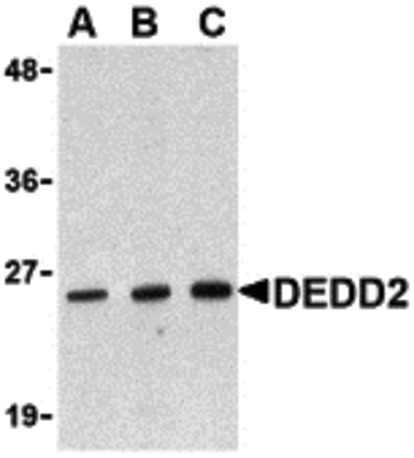 FLAME-3 / DEDD2 Antibody