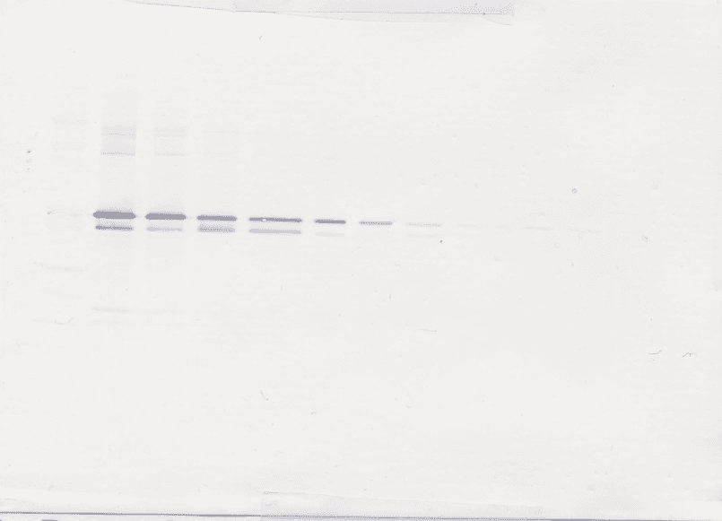 MMP3 Antibody