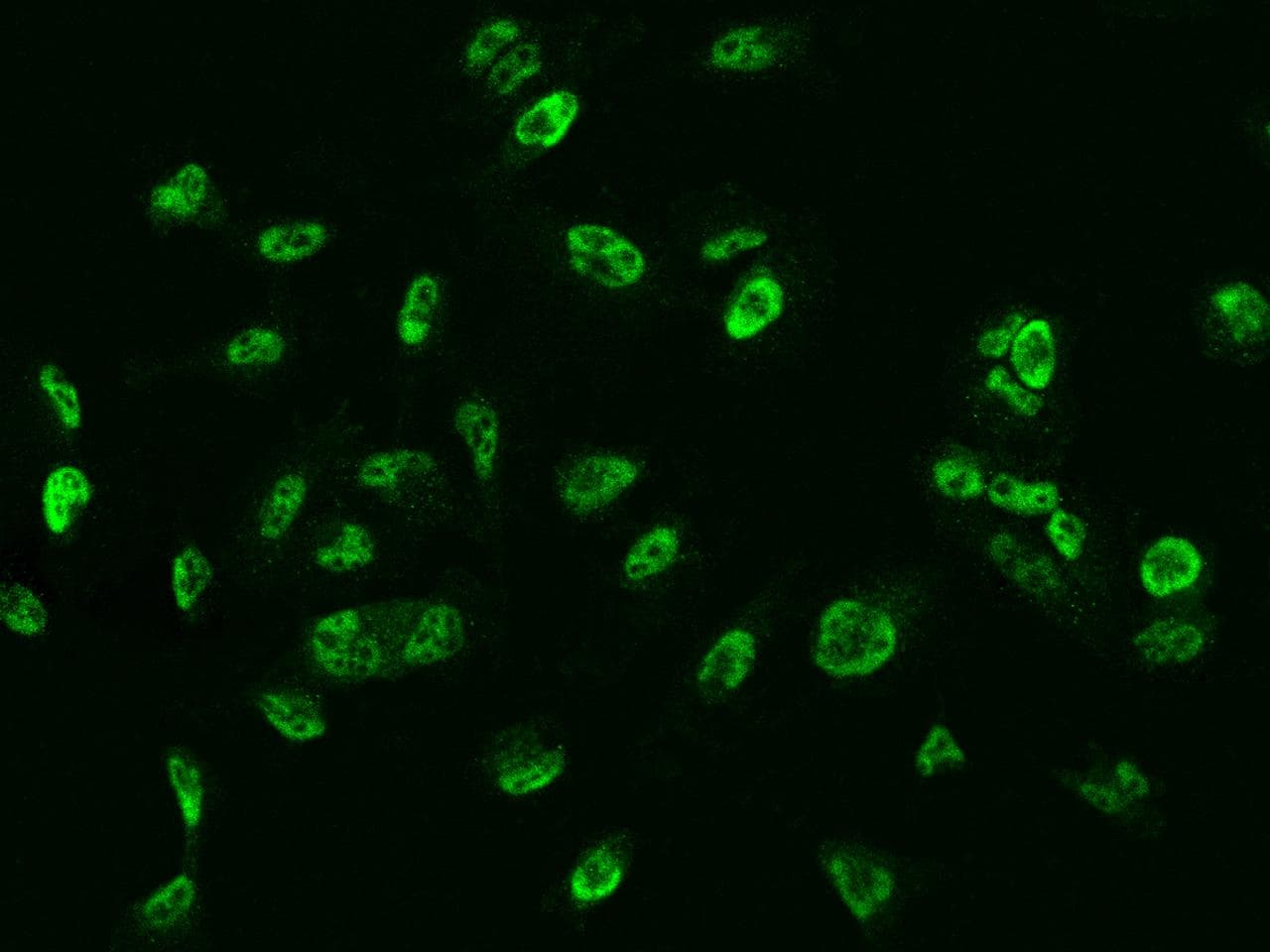GMEB1 Antibody