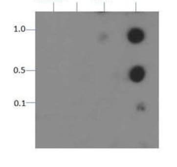 HIST3H3 Antibody (phospho-Thr11)