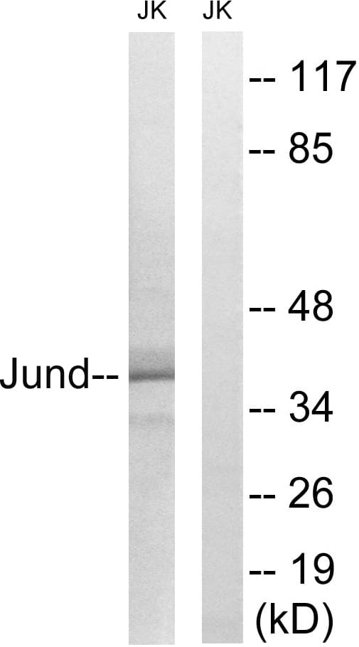 Polyclonal Rabbit anti-Human AP-1 / JUND Antibody (aa222-271, IHC, WB)