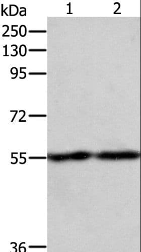 ZIF268 / EGR1 Antibody