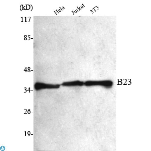 NPM1 / NPM / Nucleophosmin Antibody