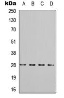 YWHAQ / 14-3-3 Theta Antibody (C-Terminus)