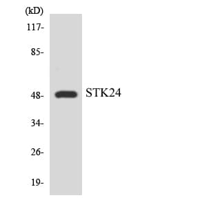 STK24 / MST3 Antibody (aa302-351)