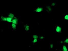 NUDEL / NDEL1 Antibody (clone OTI5E11)
