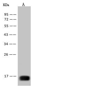 WNV E Antibody (clone 15, Preservative Free)