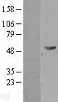 Human FMO2 Protein (Over-Expression Lysate Myc-DDK (Flag))