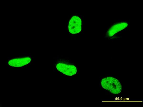 TAF12 Antibody (clone 1E10)