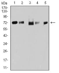 TRIM25 Antibody (clone 5B5B10)