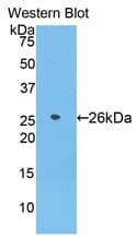 AZU1 / Azurocidin Antibody (aa23-247)