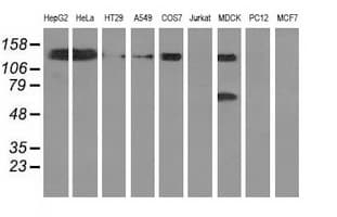 L1CAM Antibody (clone OTI2G9)