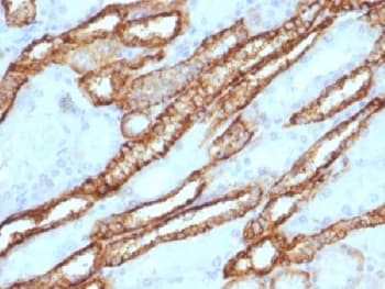 CDH16 / Cadherin 16 Antibody (Azide-free, BSA-free)