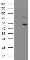 EIF2B3 Antibody (clone OTI3H3)