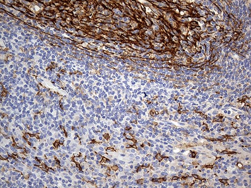 CD14 Antibody (aa20-367, clone OTI3F5)