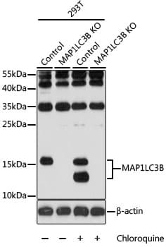 MAP1LC3B / LC3B Antibody