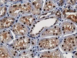 NT5DC1 Antibody (clone OTI2A1)