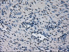 CYP2E1 Antibody (clone OTI5F11)