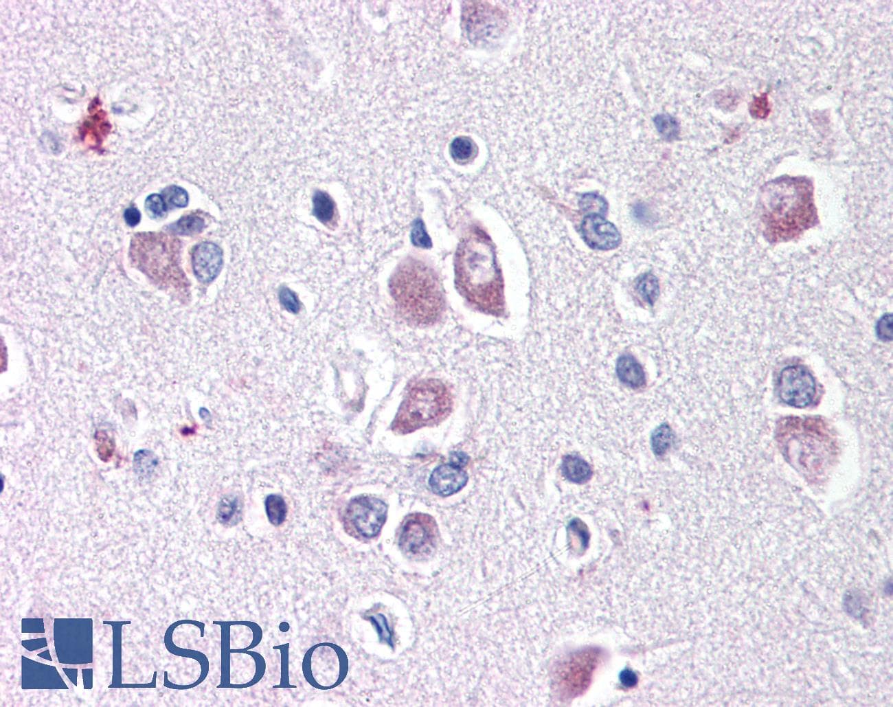 IHC-plus™ DLL1 Antibody
